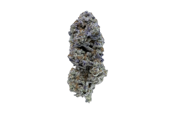 Flor Mallorca breeders