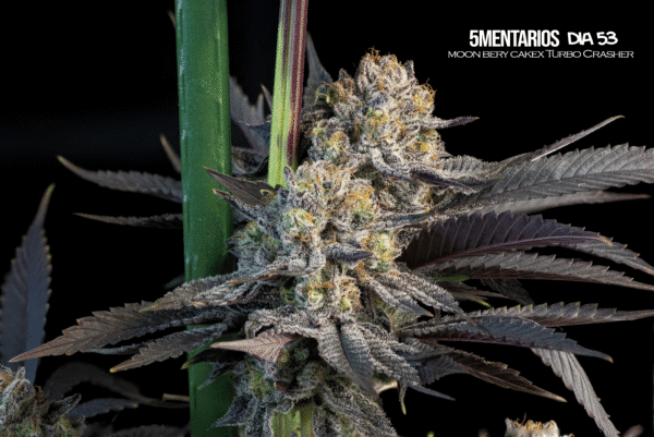 Banco mallorca breeders