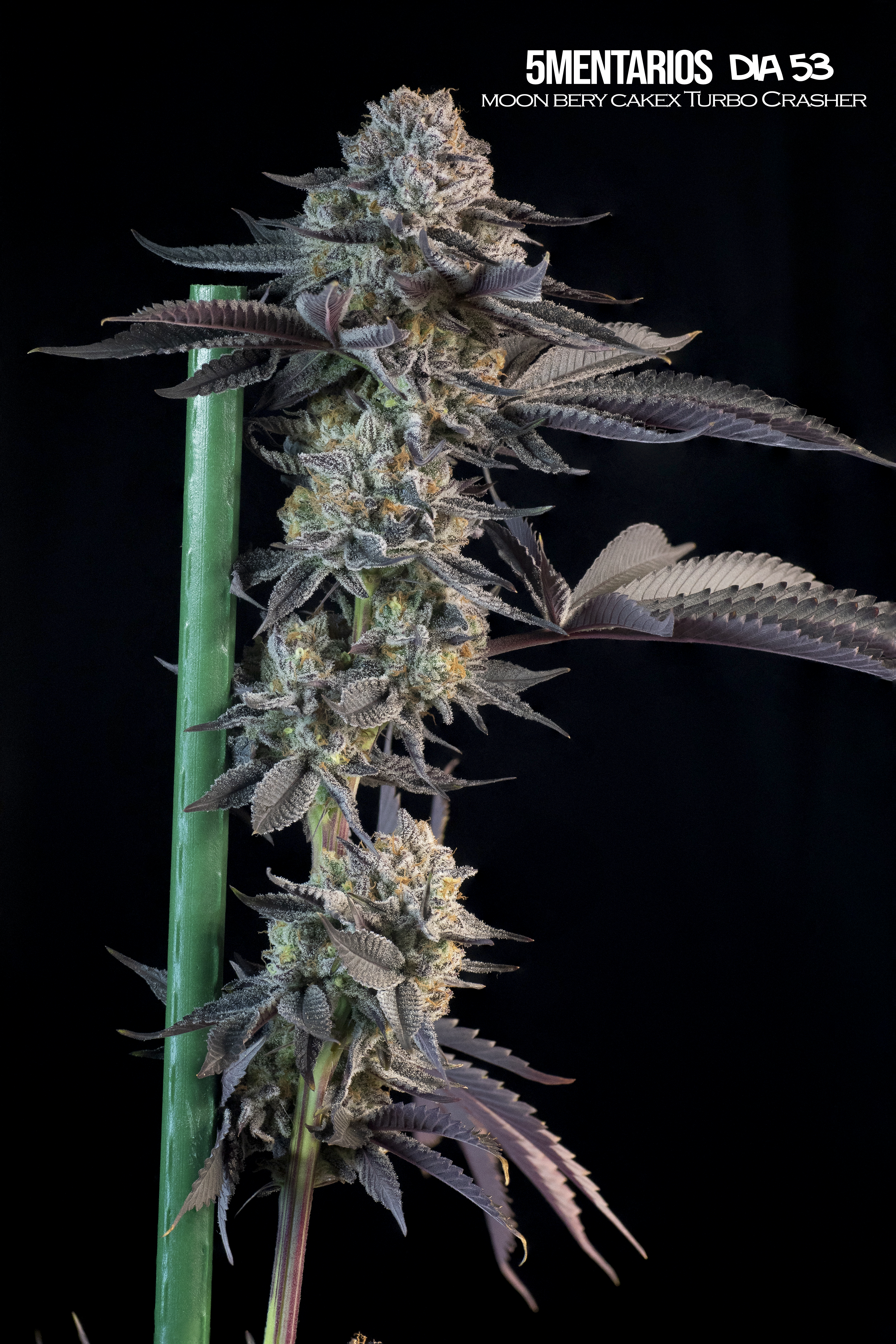 Cannabis mallorca breeders
