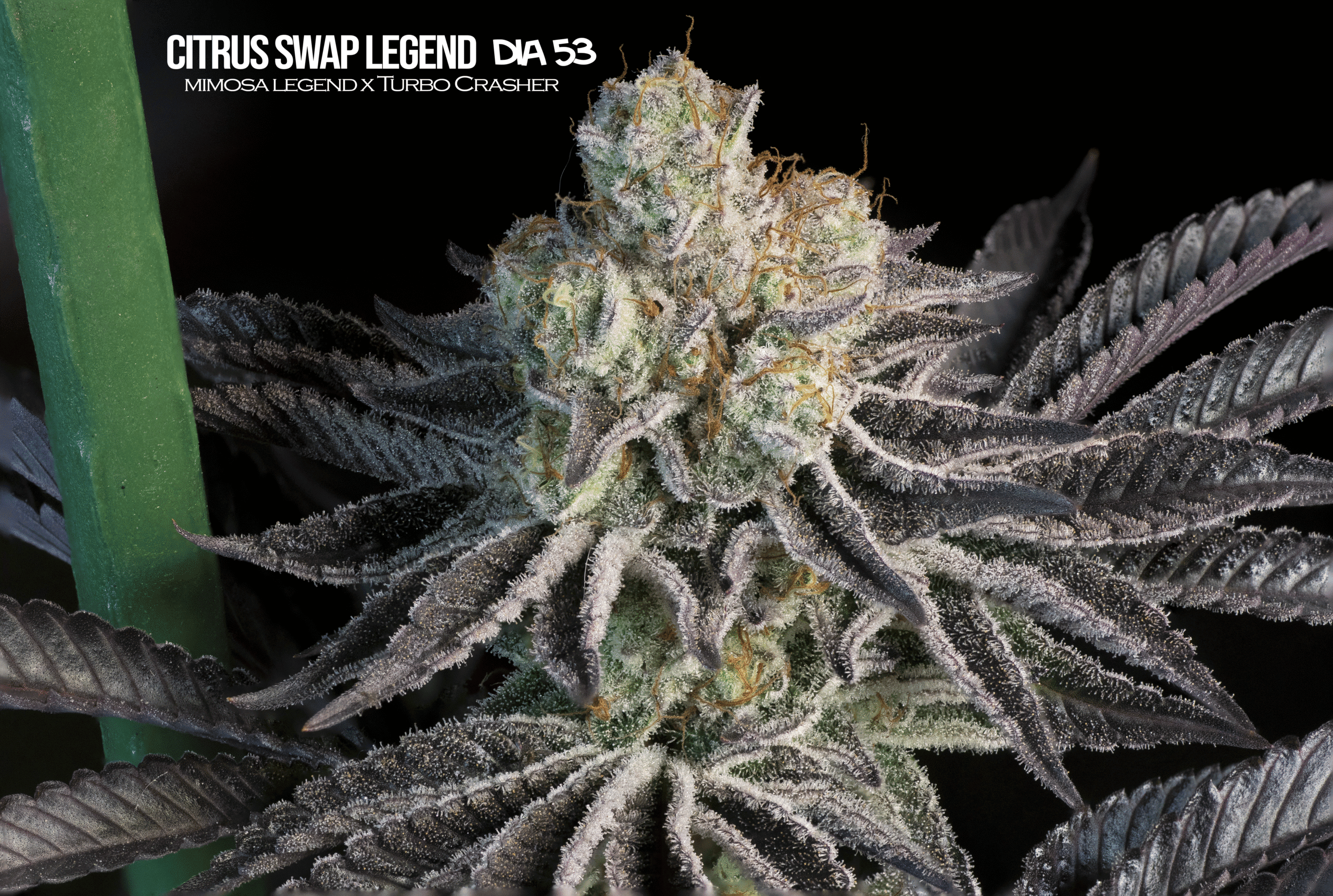 Citrus Swap Legend2 Mallorca breeders citrus