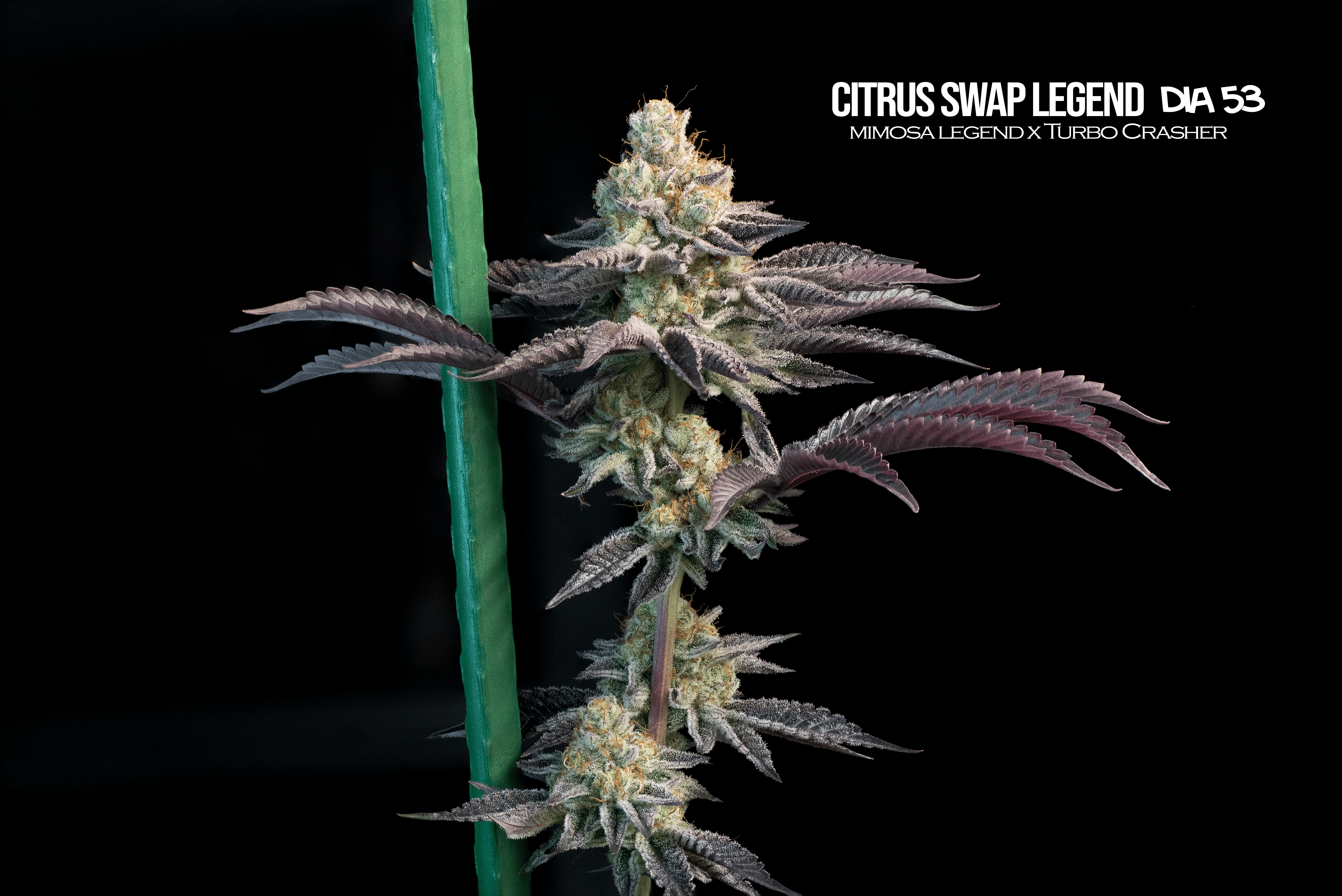 Citrus Swap Legend3 Citrus swap legend