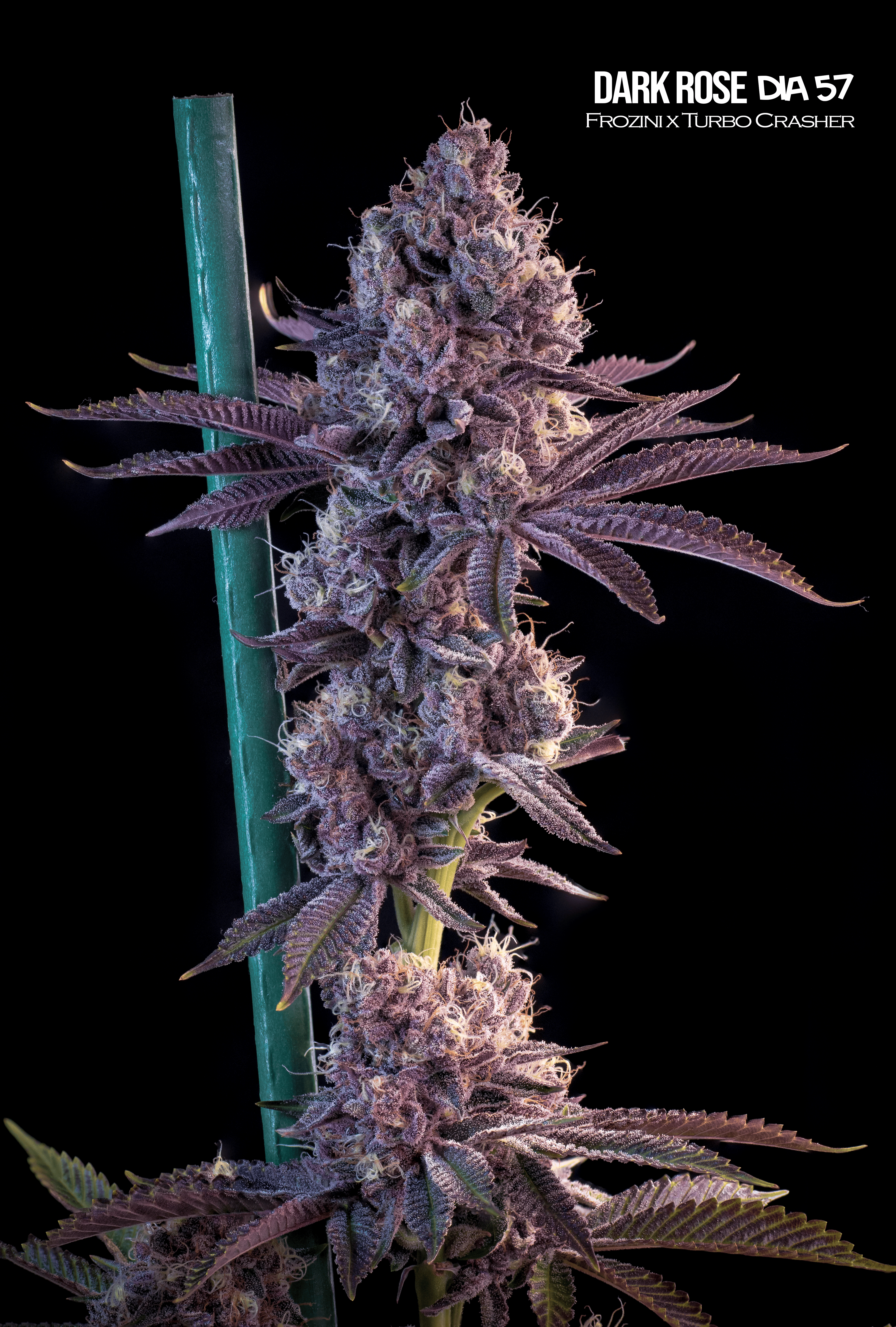 Semillas Feminizadas Dark Rose Mallorca Breeders 3+3 Uds