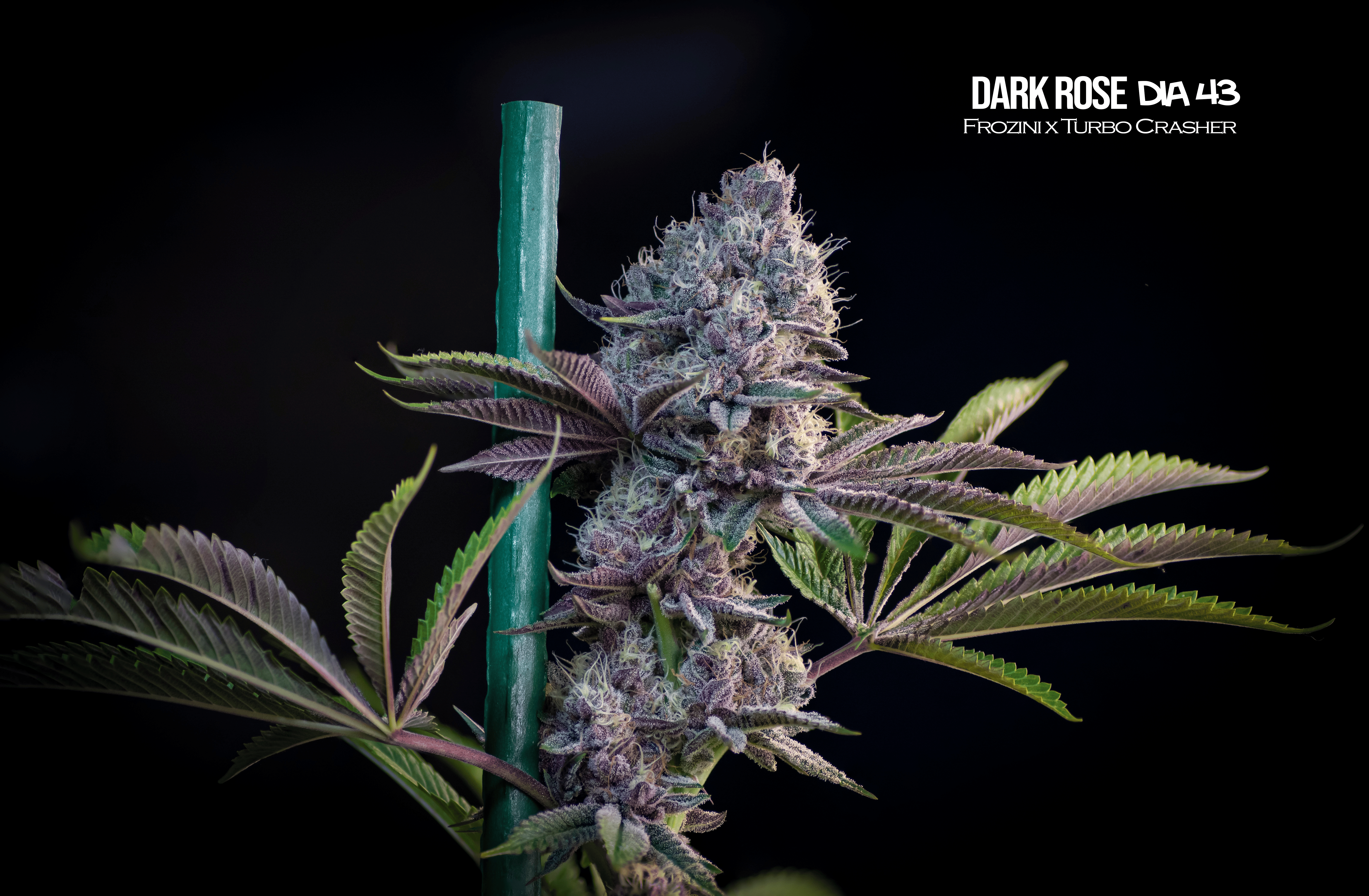 Semillas Feminizadas Dark Rose Mallorca Breeders 3+3 Uds