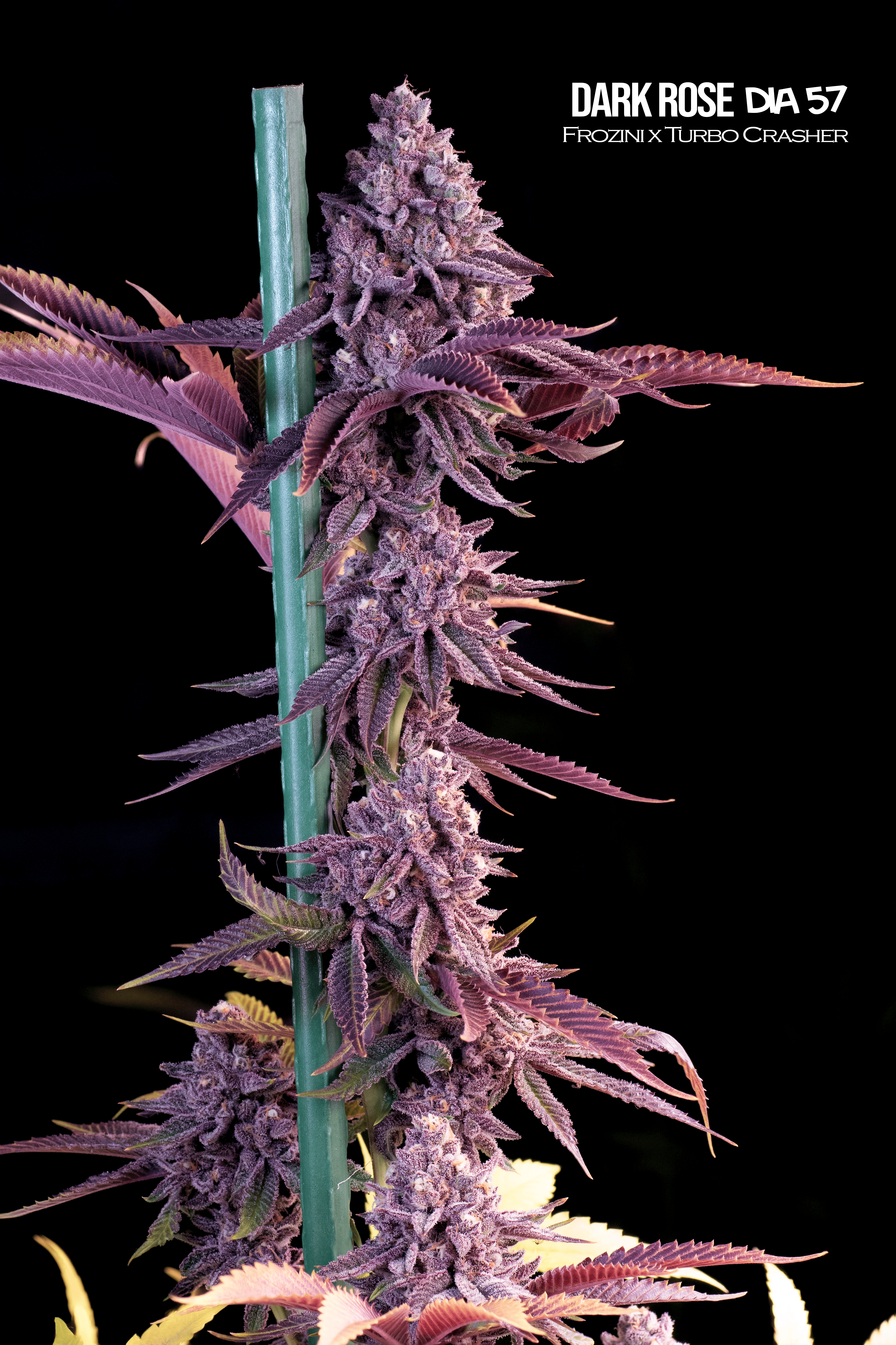 Semillas Feminizadas Dark Rose Mallorca Breeders 3+3 Uds