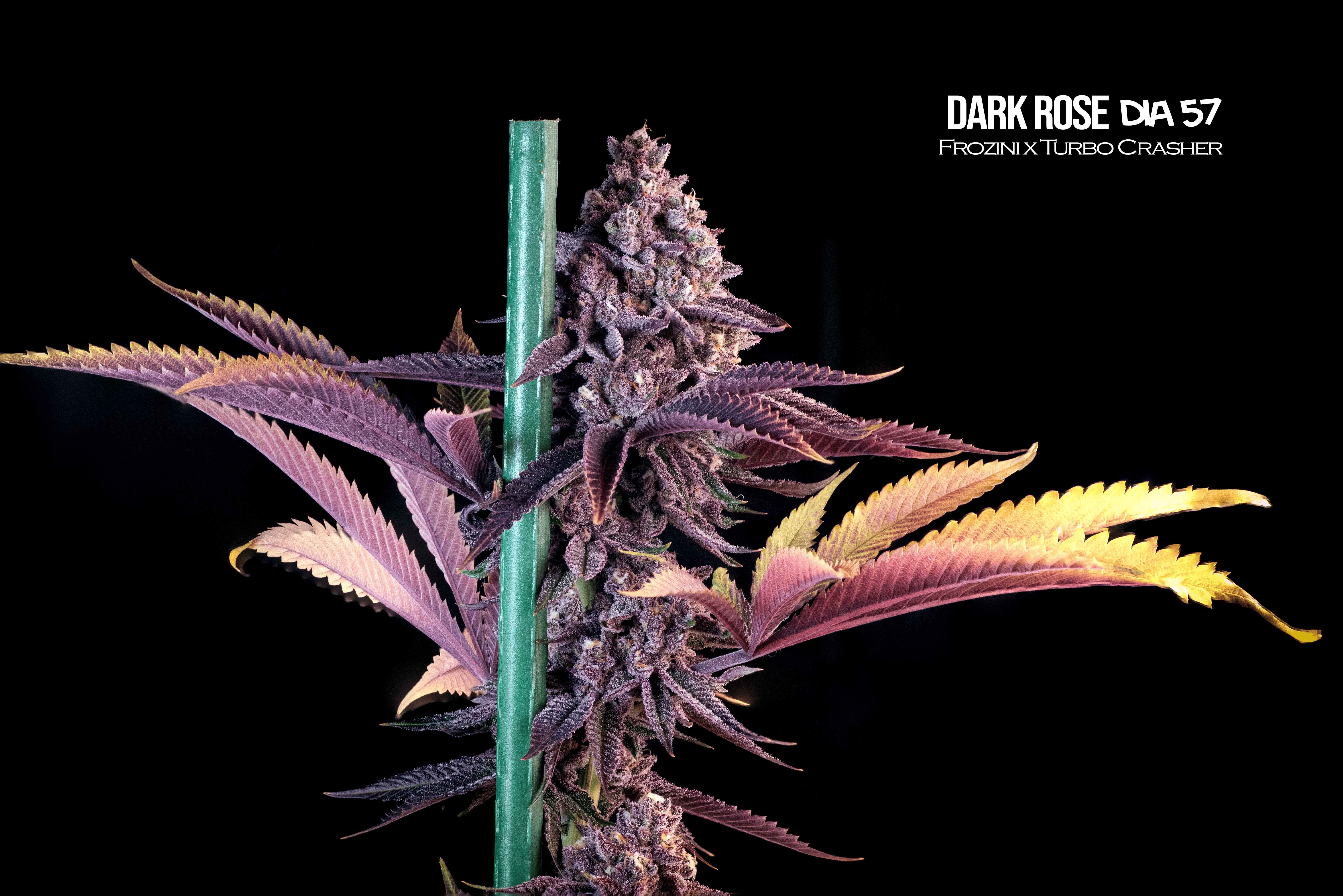 Semillas Feminizadas Dark Rose Mallorca Breeders 3+3 Uds