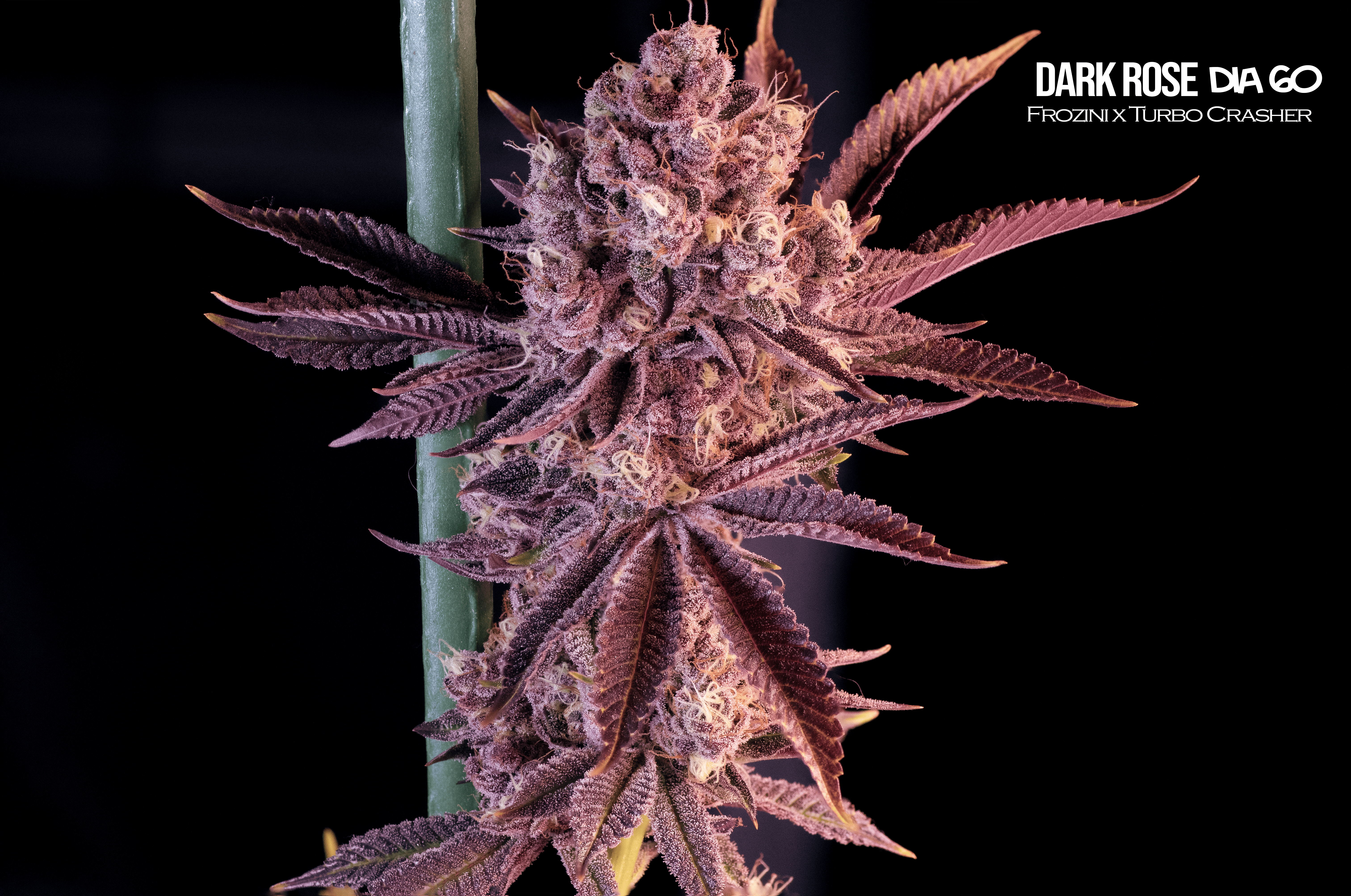 Semillas Feminizadas Dark Rose Mallorca Breeders 3+3 Uds