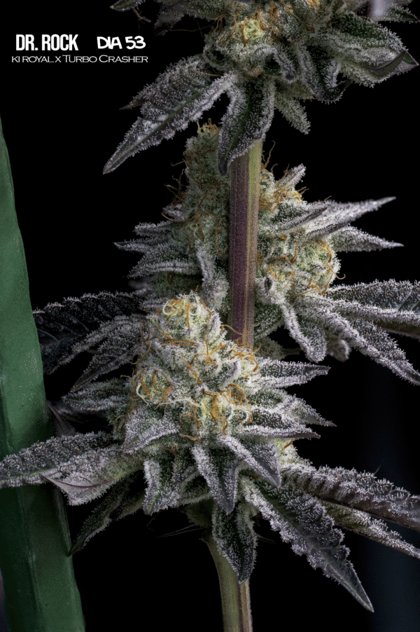 Dr. Rock3 (1) Plantas MB feminizada