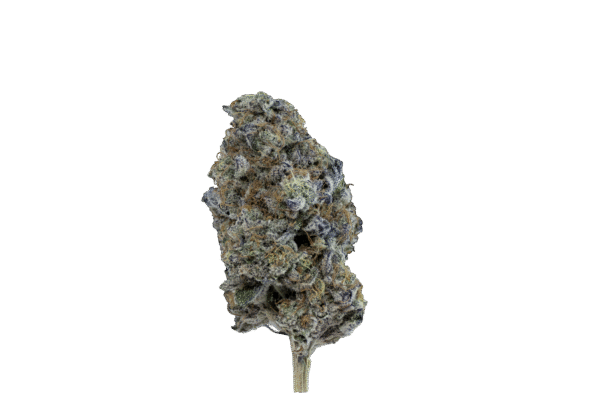 Dr. Rock3 Dr.rock mallorca breeders