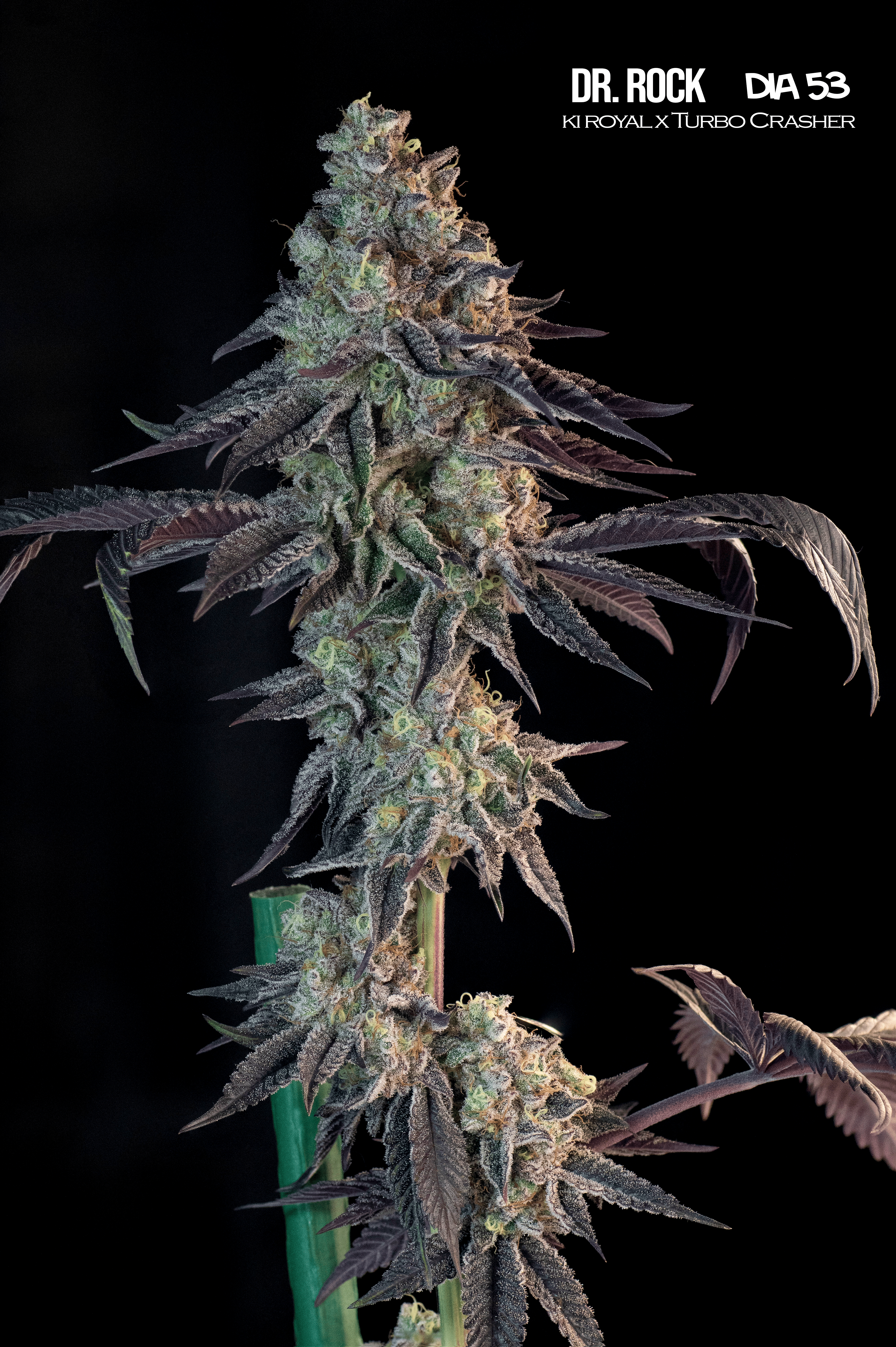 Dr. Rock4 Semilla feminizada MB