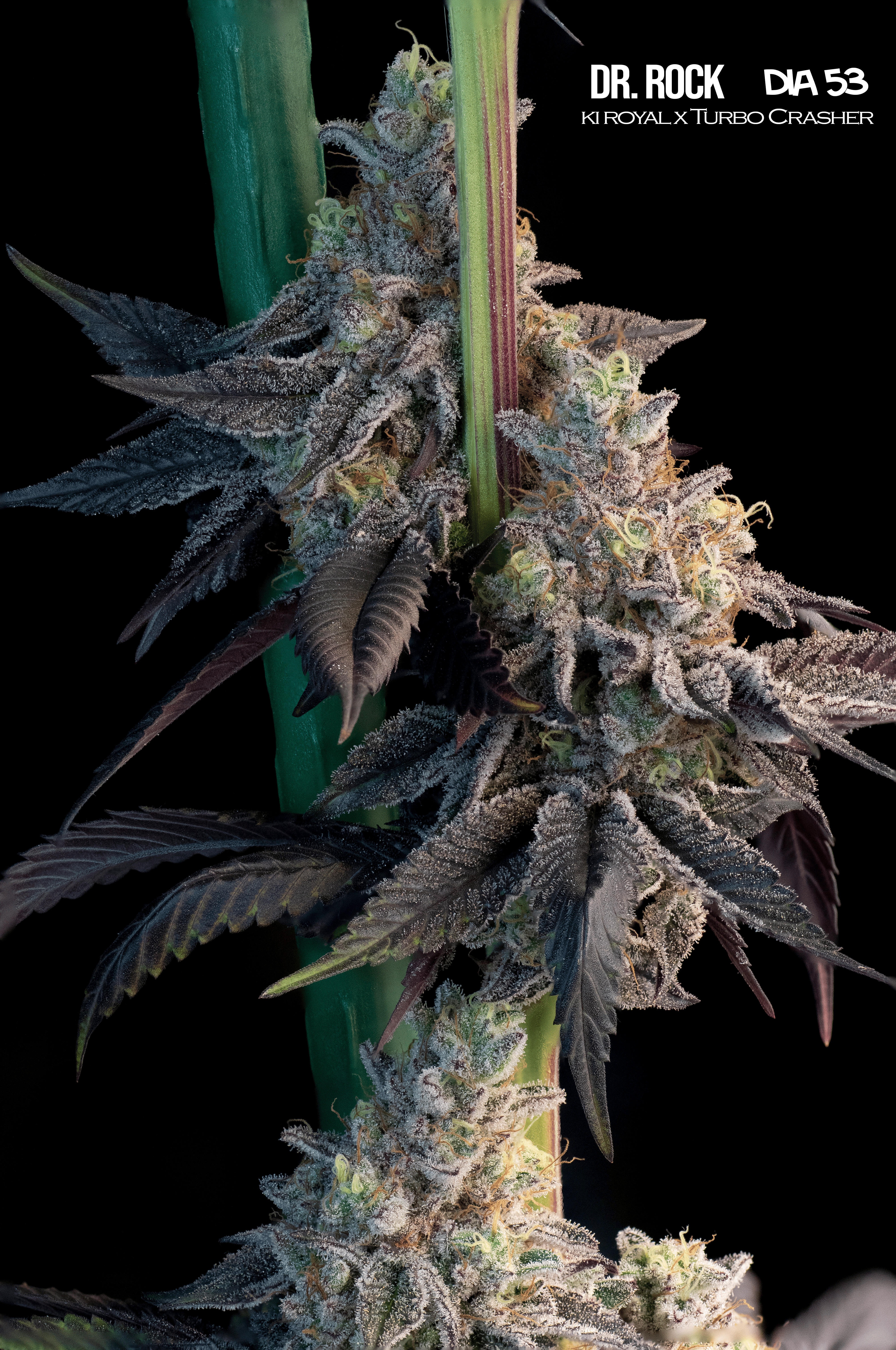 Dr. Rock5 (1) Semillas Feminizadas MB