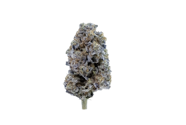 Dr. Rock5 semilla feminizada MB