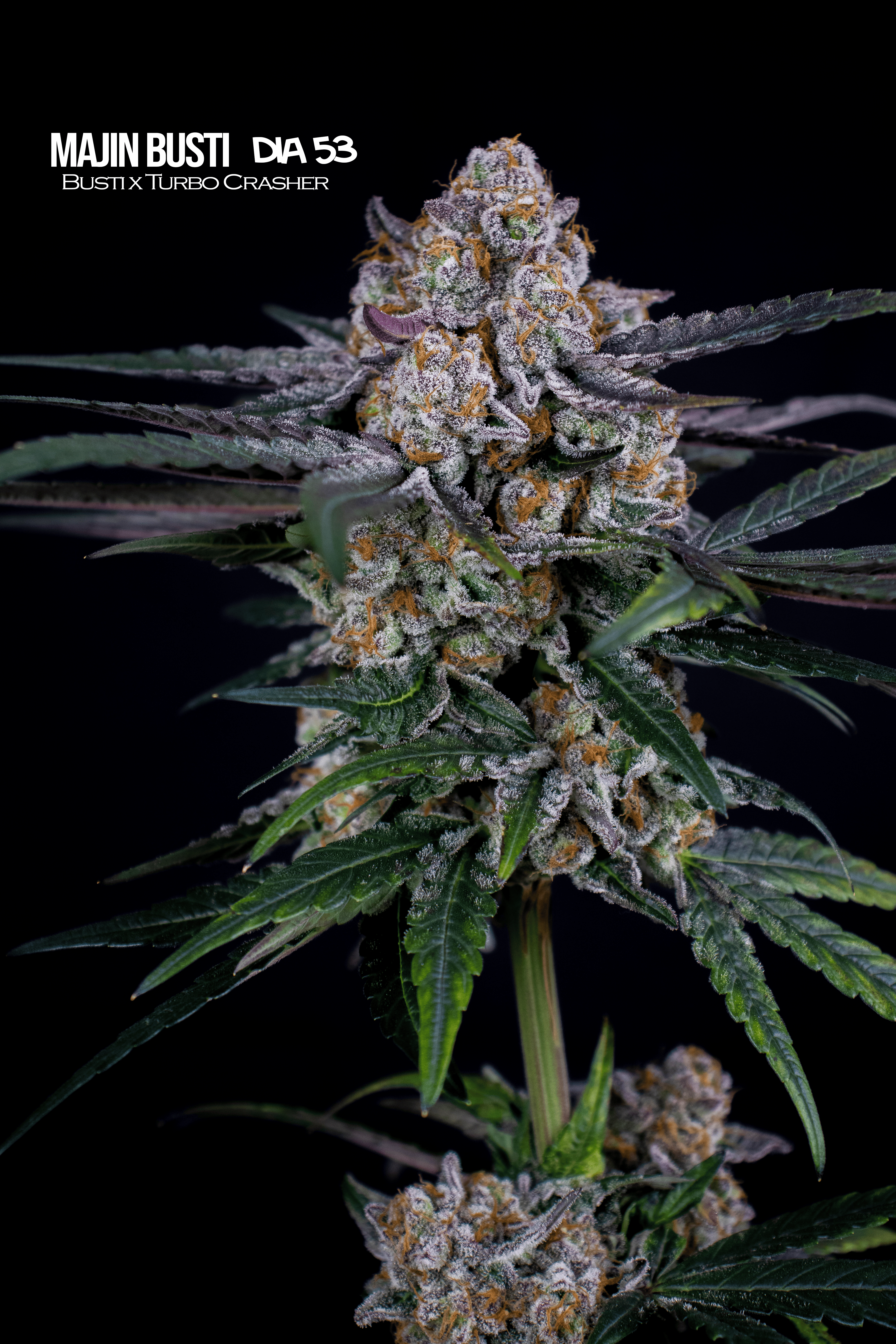 Majin Busti Semillas Feminizadas Mallorca Breeders