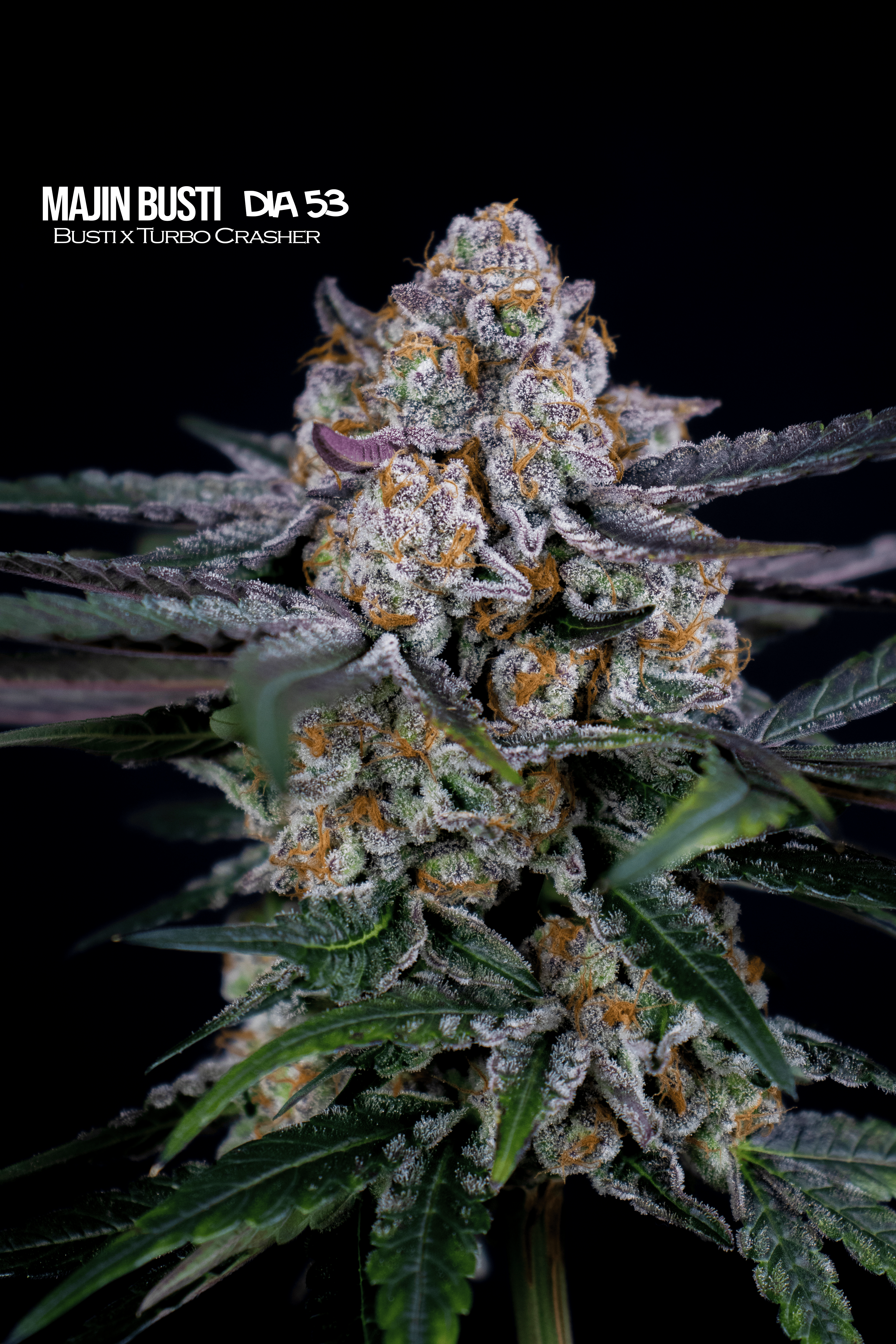 Majin Busti2 Semillas Feminizadas Mallorca Breeders