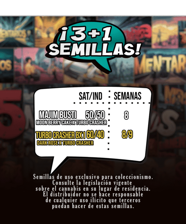 Trasera Majim Busti Semillas Feminizadas Mallorca Breeders